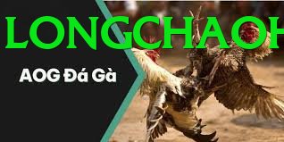 Đá Gà Trực Tiếp - 8day